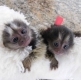 Ogłoszenie - Urocze małpy marmozety na sprzedaż. Miniaturka 1