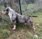Ogłoszenie - American Bully Pocket – samiec i samica na sprzedaż. Miniaturka 3