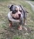 Ogłoszenie - American Bully Pocket – samiec i samica na sprzedaż. Miniaturka 1