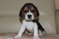 Ogłoszenie - Beagle szczeniaczki ZKwP FCI po Championie. Miniaturka 1