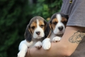 Ogłoszenie - Beagle szczeniaczki ZKwP FCI po Championie. Miniaturka 5