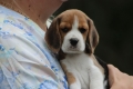 Ogłoszenie - Beagle szczeniaczki ZKwP FCI po Championie. Miniaturka 4