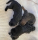 Ogłoszenie - Penki žavingi 3 mėnesių amžiaus cane corso šuniukai pasiruošę rasti savo amžinus namus. Miniaturka 1