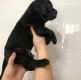Ogłoszenie - cane corso šuniukai pasiruošę. Miniaturka 1