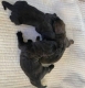 Ogłoszenie - Penki žavingi 3 mėnesių amžiaus cane corso šuniukai pasiruošę rasti savo amžinus namus. Miniaturka 1