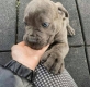 Ogłoszenie - Ieškote naujo pūkuoto šeimos nario – cane corso šuniukai pasiruošę. Miniaturka 1