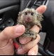 Ogłoszenie - Na sprzedaż dwie młode marmozety karłowate. Miniaturka 1