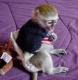 Ogłoszenie - Zdrowe kapucynki do adopcji. Miniaturka 1