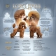 Ogłoszenie - Toy pudel – piękne szczenięta. Miniaturka 2