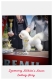 Ogłoszenie - Bichon Frise – piękne szczenięta. Miniaturka 1