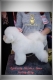 Ogłoszenie - Bichon Frise – piękne szczenięta. Miniaturka 2