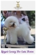 Ogłoszenie - Bichon Frise – piękne szczenięta. Miniaturka 3