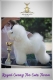 Ogłoszenie - Bichon Frise – piękne szczenięta. Miniaturka 4