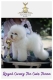 Ogłoszenie - Bichon Frise – piękne szczenięta. Miniaturka 5