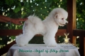 Ogłoszenie - Bichon Frise – piękne szczenięta. Miniaturka 7