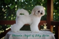 Ogłoszenie - Bichon Frise – piękne szczenięta. Miniaturka 8