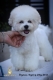 Ogłoszenie - Bichon Frise – piękne szczenięta. Miniaturka 6