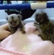 Ogłoszenie - Inteligentne młode marmozety do adopcji. Miniaturka 1