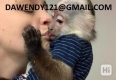 Ogłoszenie - Zdrowe, malutkie marmozety (wielkości dłoni) gotowe do sprzedaży. Miniaturka 1
