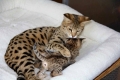 Ogłoszenie - Kocięta serwala i karakala z młodym kotem savannah. Miniaturka 3