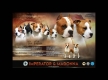 Ogłoszenie - American Staffordshire Terrier – szczenięta. Miniaturka 6