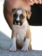 Ogłoszenie - American Staffordshire Terrier – szczenięta. Miniaturka 1