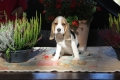 Ogłoszenie - Beagle - szczeniaczki ZKwP po Championie Polski. Miniaturka 2