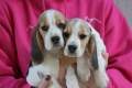 Ogłoszenie - Beagle - szczeniaczki ZKwP po Championie Polski. Miniaturka 1