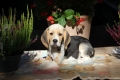 Ogłoszenie - Beagle - szczeniaczki ZKwP po Championie Polski. Miniaturka 3