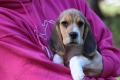 Ogłoszenie - Beagle - szczeniaczki ZKwP po Championie Polski. Miniaturka 5