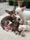 Ogłoszenie - Chihuahua zarejestrowane w Kennel Club na sprzedaż. Miniaturka 1