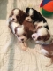 Ogłoszenie - Oszałamiający, 5-pokoleniowy rodowodowy reproduktor King Charles Spaniel. Miniaturka 2