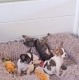 Ogłoszenie - Chihuahua zarejestrowane w Kennel Club na sprzedaż. Miniaturka 2