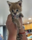 Ogłoszenie - Kocięta serwala i karakala z młodym kotem savannah. Miniaturka 2
