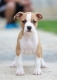 Ogłoszenie - American Staffordshire Terrier – szczenięta. Miniaturka 2