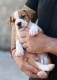 Ogłoszenie - American Staffordshire Terrier – szczenięta. Miniaturka 3