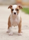 Ogłoszenie - American Staffordshire Terrier – szczenięta. Miniaturka 5