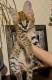 Ogłoszenie - Kocięta serwala i karakala z młodym kotem savannah. Miniaturka 1