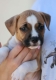 Ogłoszenie - American Staffordshire Terrier – szczenięta. Miniaturka 4