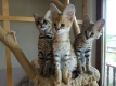 Ogłoszenie - Kocięta Savannah i Serwal. Miniaturka 8