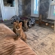 Ogłoszenie - Kocięta Savannah i Serwal. Miniaturka 9