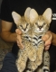 Ogłoszenie - Kocięta Savannah i Serwal. Miniaturka 10