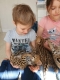Ogłoszenie - Kocięta Savannah i Serwal. Miniaturka 6
