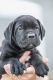 Ogłoszenie - Cane Corso piękne szczenięta. Miniaturka 2