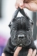 Ogłoszenie - Cane Corso piękne szczenięta. Miniaturka 3