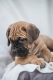 Ogłoszenie - Cane Corso piękne szczenięta. Miniaturka 4