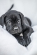 Ogłoszenie - Cane Corso piękne szczenięta. Miniaturka 6