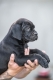 Ogłoszenie - Cane Corso piękne szczenięta. Miniaturka 7