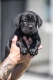 Ogłoszenie - Cane Corso piękne szczenięta. Miniaturka 8