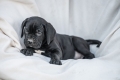 Ogłoszenie - Cane Corso piękne szczenięta. Miniaturka 9